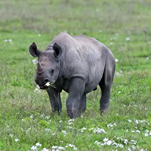 Bicornis: Africa. Tanzania. Black Rhinocerus calf