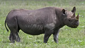 Bicornis: Africa. Tanzania. Black Rhinocerus female