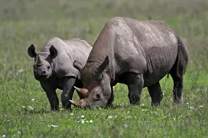 Bicornis: Africa. Tanzania. Black Rhinocerus female