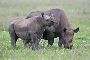 Bicornis: Africa. Tanzania. Black Rhinocerus female