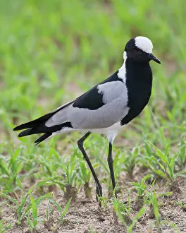 Vanellus: Africa. Tanzania. Blacksmith Plover in Tarangire