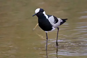 Tarangire: Africa. Tanzania. Blacksmith Plover at Tarangire