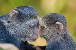 Manyara: Africa. Tanzania. Blue Monkey mother with