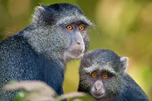 Manyara: Africa. Tanzania. Blue Monkey mother with