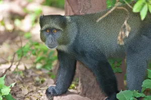 Sykes: Africa. Tanzania. Blue Monkey (Syke's Monkey)