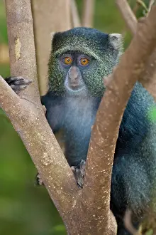 Manyara: Africa. Tanzania. Blue Monkey (Syke's Monkey)