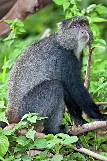 Manyara: Africa. Tanzania. Blue Monkey (Syke's Monkey)