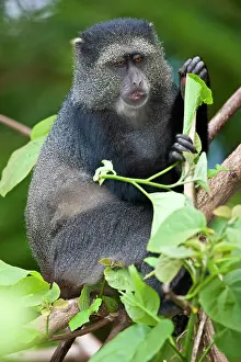 Manyara: Africa. Tanzania. Blue Monkey (Syke's Monkey)