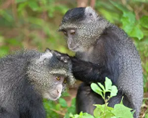 Manyara: Africa. Tanzania. Blue Monkeys (Syke's Monkey)