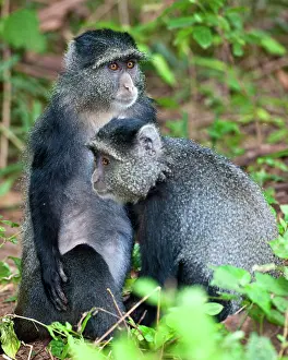 Manyara: Africa. Tanzania. Blue Monkeys (Syke's Monkey)