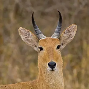 Tarangire: Africa. Tanzania. Bohor's Reedbuck antelope
