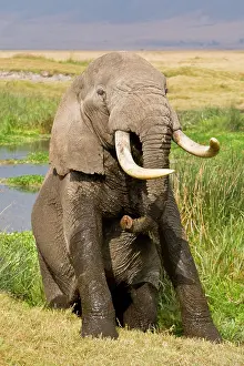 Ivory: Africa. Tanzania. Bull Elephant emerges