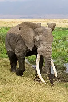 Ivory: Africa. Tanzania. Bull Elephant emerges