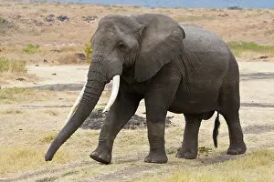 Ngorongoro: Africa. Tanzania. Bull Elephant in Ngorongoro