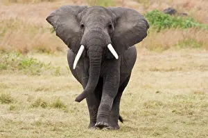 Ivory: Africa. Tanzania. Bull Elephant in Ngorongoro