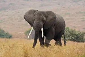 Ivory: Africa. Tanzania. Bull Elephant in Ngorongoro