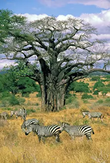 Toft: Africa, Tanzania, Burchell's Zebra, or equus