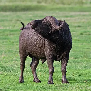 Caffer: Africa. Tanzania. Cape Buffalo after mud