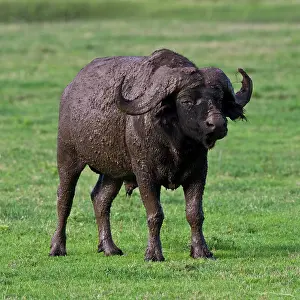 Caffer: Africa. Tanzania. Cape Buffalo after mud
