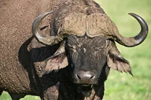 Caffer: Africa. Tanzania. Cape Buffalo in Ngorongoro