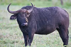 Buphagus: Africa. Tanzania. Cape Buffalo with Red-Billed
