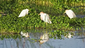 Bubulcus: Africa. Tanzania. Cattle Egrets in breeding