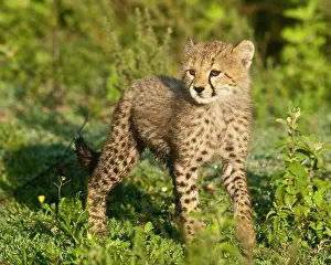 Ndutu: Africa. Tanzania. Cheetah cub at Ndutu in