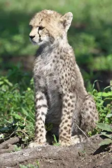 Ndutu: Africa. Tanzania. Cheetah cub at Ndutu in