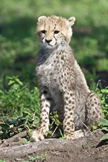 Ndutu: Africa. Tanzania. Cheetah cub at Ndutu in