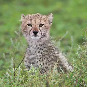 Ndutu: Africa. Tanzania. Cheetah cub at Ndutu in