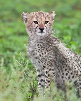 Ndutu: Africa. Tanzania. Cheetah cub at Ndutu in