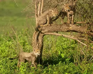Ndutu: Africa. Tanzania. Cheetah cubs playing at