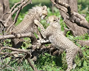Ndutu: Africa. Tanzania. Cheetah cubs playing at