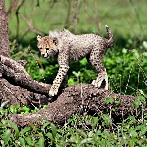 Ndutu: Africa. Tanzania. Cheetah cubs playing at