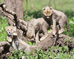 Ndutu: Africa. Tanzania. Cheetah cubs playing at