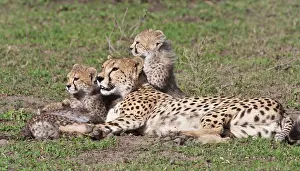 Ndutu: Africa. Tanzania. Cheetah mother and cubs
