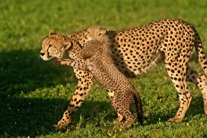Ndutu: Africa. Tanzania. Cheetah mother and cubs