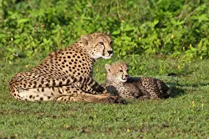 Ndutu: Africa. Tanzania. Cheetah mother and cubs