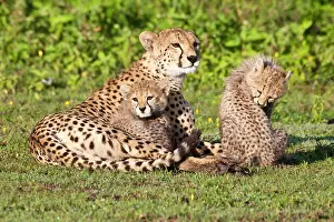 Ndutu: Africa. Tanzania. Cheetah mother and cubs