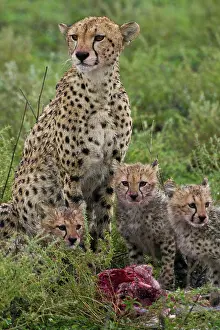Ndutu: Africa. Tanzania. Cheetah mother and cubs