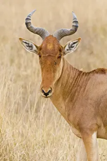Hartebeest: Africa. Tanzania. Coke's Hartebeest at Ngorongoro