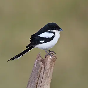 Lanius: Africa. Tanzania. Common Fiscal at Manyara