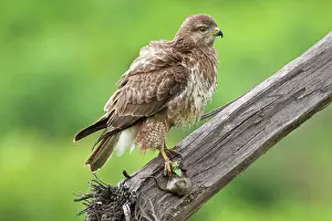 Buteo: Africa. Tanzania. Common (Steppe) Buzzard