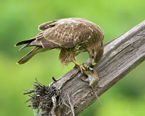 Buteo: Africa. Tanzania. Common (Steppe) Buzzard