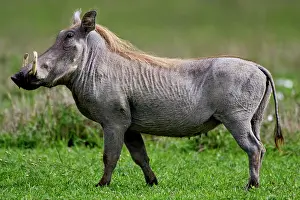 Warthog: Africa. Tanzania. Common Warthog at Ngorongoro