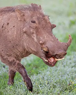 Warthog: Africa. Tanzania. Common Warthog at Ngorongoro