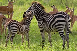 Tarangire: Africa. Tanzania. Common Zebra mother and