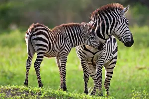 Tarangire: Africa. Tanzania. Common Zebra mother and