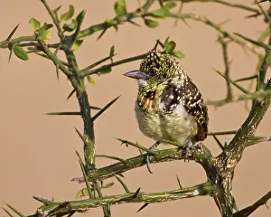 Barbet: Africa. Tanzania. D'Arnaud's Barbet, also