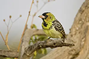 Tarangire: Africa. Tanzania. D'Arnaud's Barbet, also